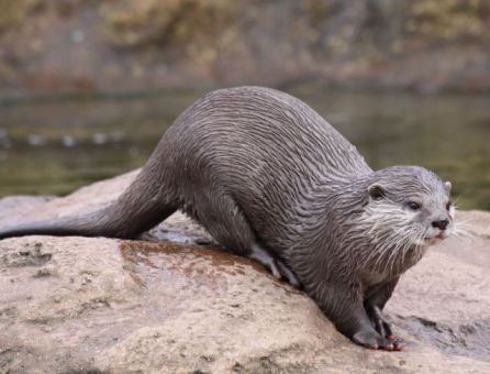Otter