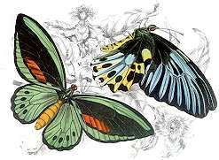butterflies